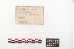 Etiketten zu Bronzebrillenfibel (NHMW-PRAE-023676)